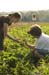berrypick13