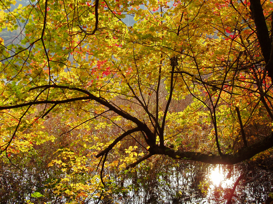 Backlight