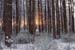 Broadmoor trees at sunrise