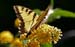 Butterfly on butterfly b#C0