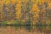 Trees and pond