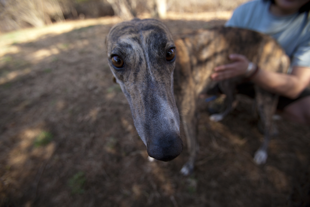 greyhounds010