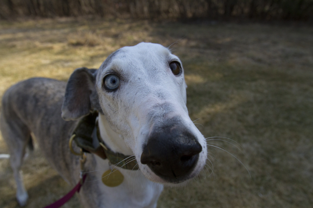 greyhounds036
