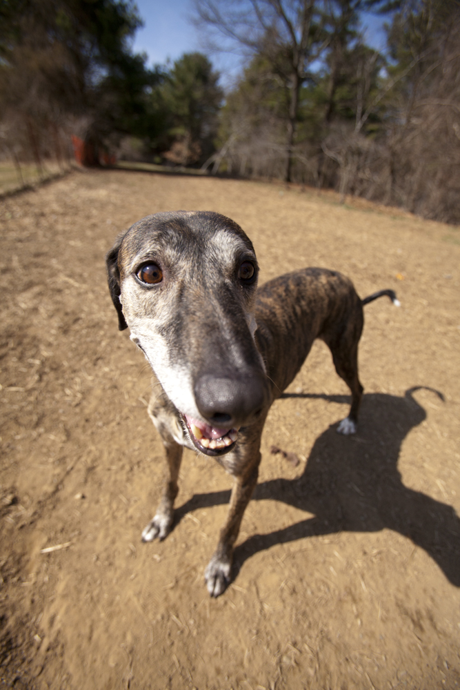 greyhounds040