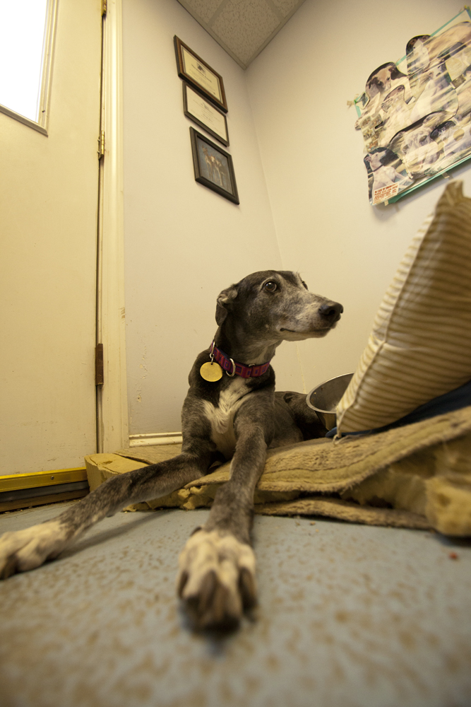 greyhounds049