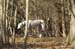 greyhounds008