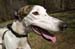 greyhounds012