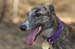 greyhounds013