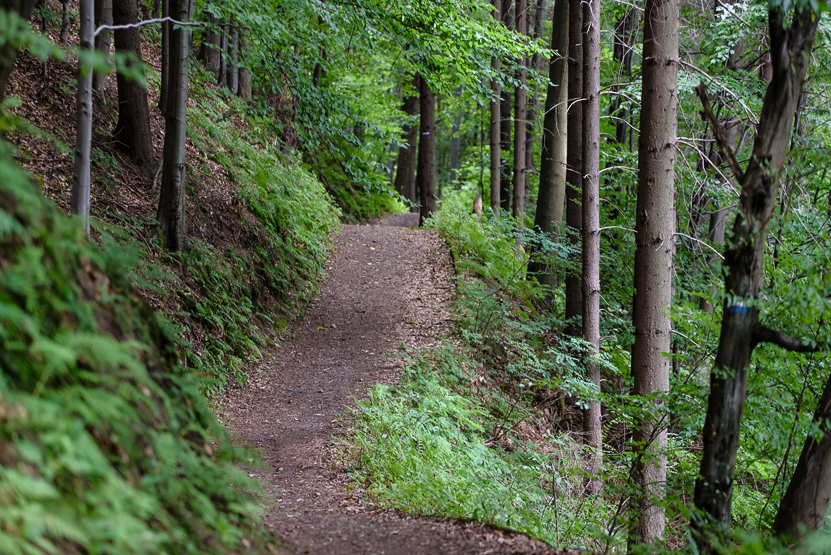 forest-1668422