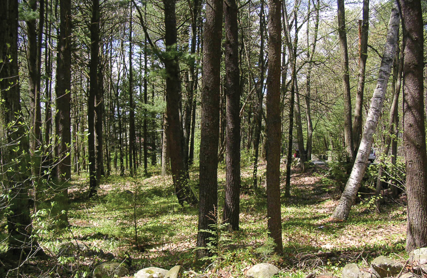 Weston Trails
