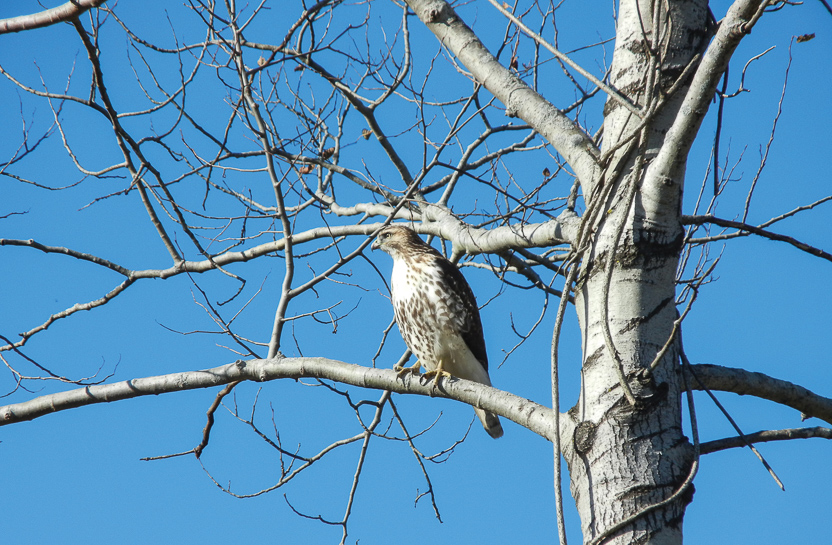 hawk